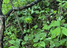 长白山自驾游 和闺蜜杠杆配资一起玩长白山